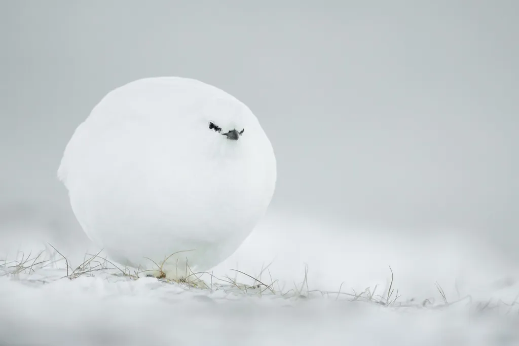 Sněhová koule