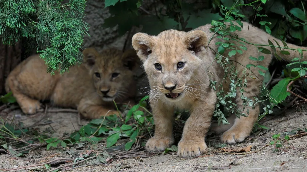 Lvíčata z olomoucké zoo