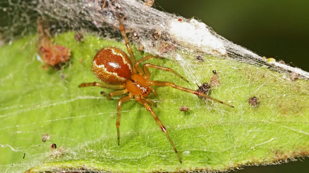 Anelosimus studiosus