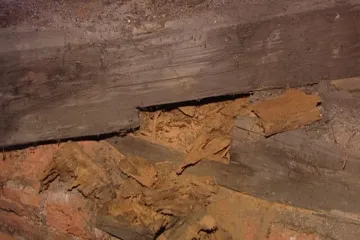 Olomoucké hejtmanství se pustí do boje s dřevomorkou