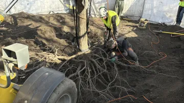 Stěhování stromů na Karlově náměstí v Praze