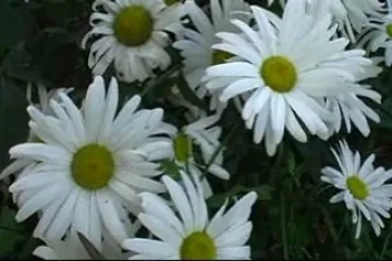 Květinová módní přehlídka floristky Elišky Váňové