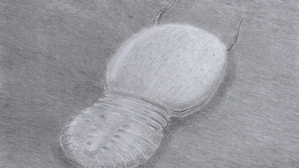 Soomaspis labutai byl drobný členovec příbuzný trilobitům. Žil na mořském dně asi před 448 miliony let