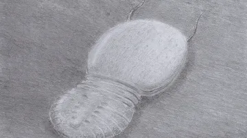 Soomaspis labutai byl drobný členovec příbuzný trilobitům. Žil na mořském dně asi před 448 miliony let