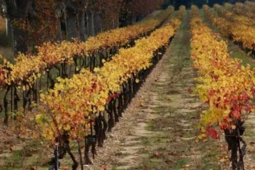 Králem vín 2010 je Ryzlink vlašský z Vinařství Volařík