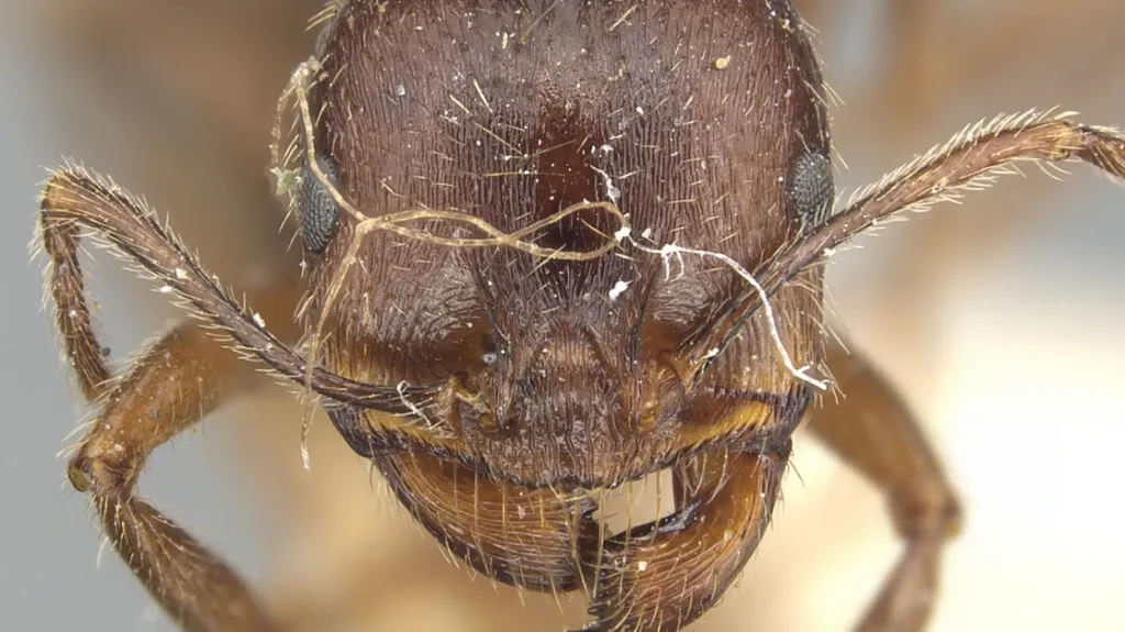 Mravenec Messor ibericus