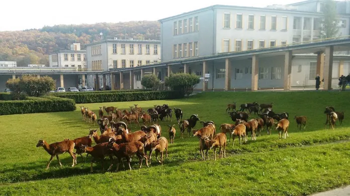 Mufloni v areálu Thomayerovy nemocnice
