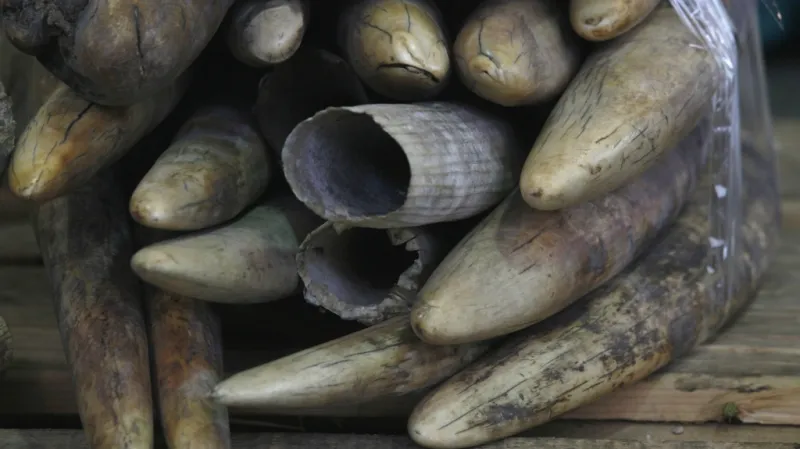 Pašování slonoviny