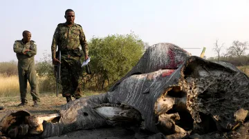 Podle odborníků jde zřejmě o nejhorší případ masového zabíjení slonů v Africe.