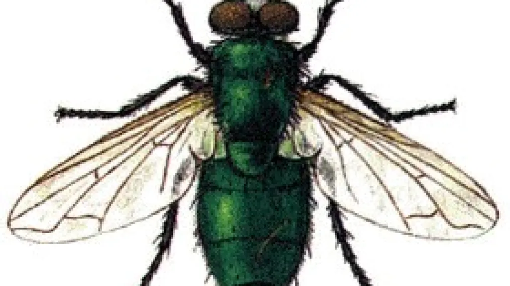 Bzučivka zelená, muší chirurg