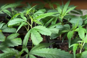 168 hodin: Konopný král s českými kořeny bojuje i po legalizaci v Německu s úřady