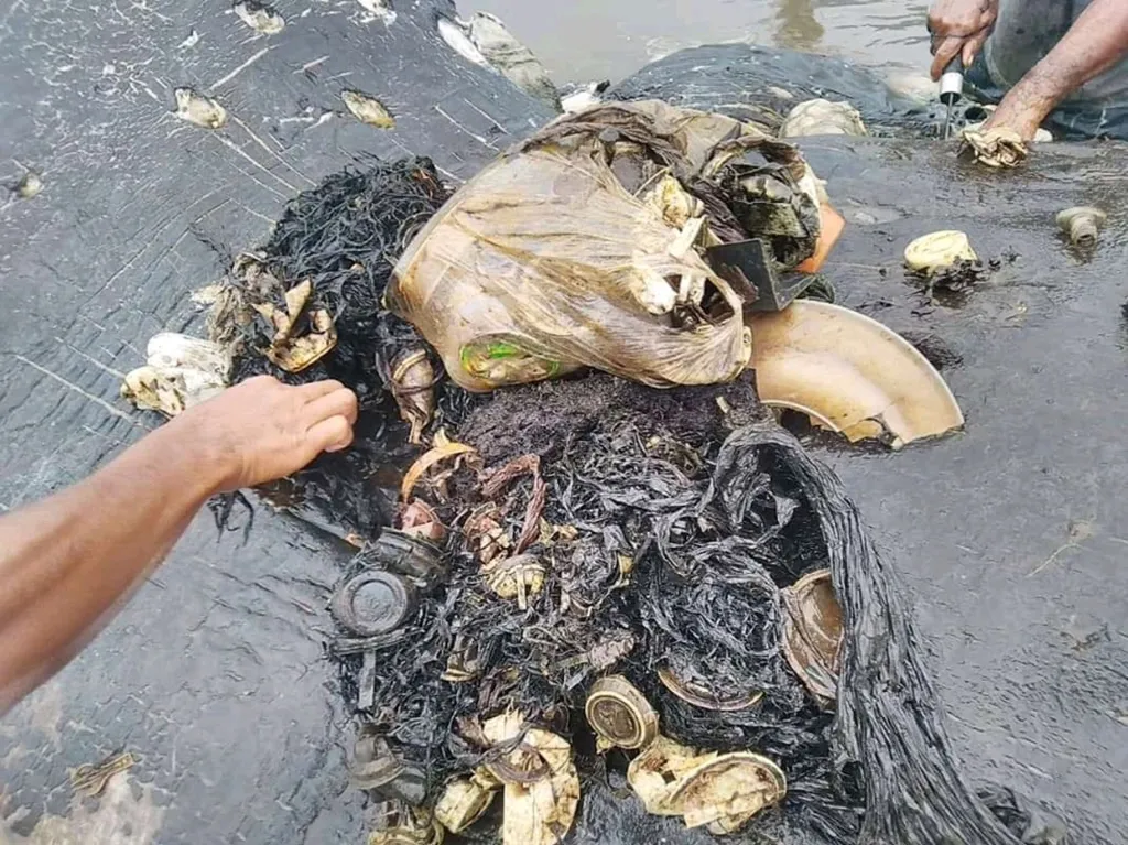 Plasty vytažené z břicha velryby na Wakatobi v jihovýchodním Sulawesi v Indonésii