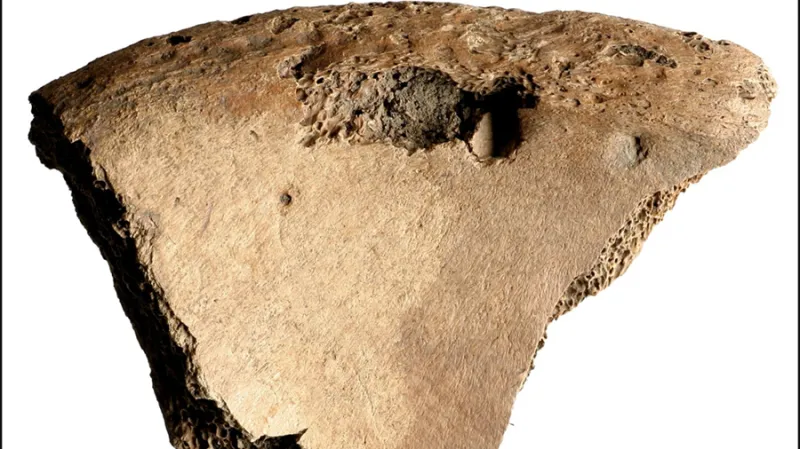 Kost gladiátora poškozená lvem