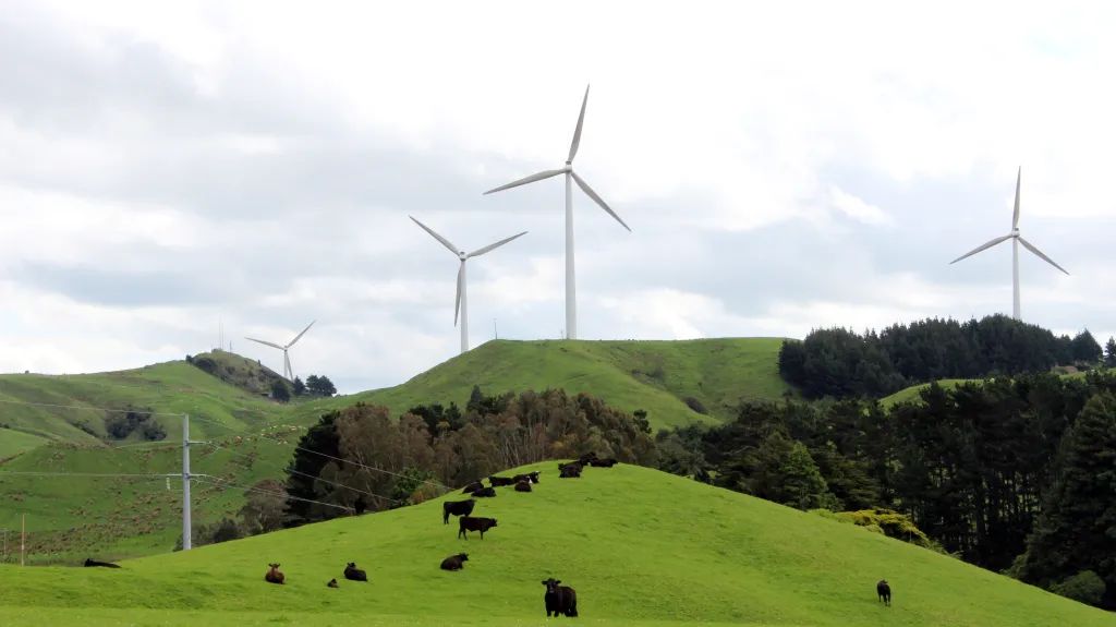 Pastvina pro krávy poblíž novozélandského Hawke's Bay