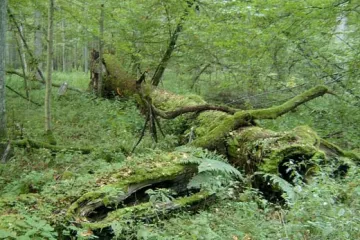 Šlechtic Jiří Buquoy vyhlásil první přírodní rezervace