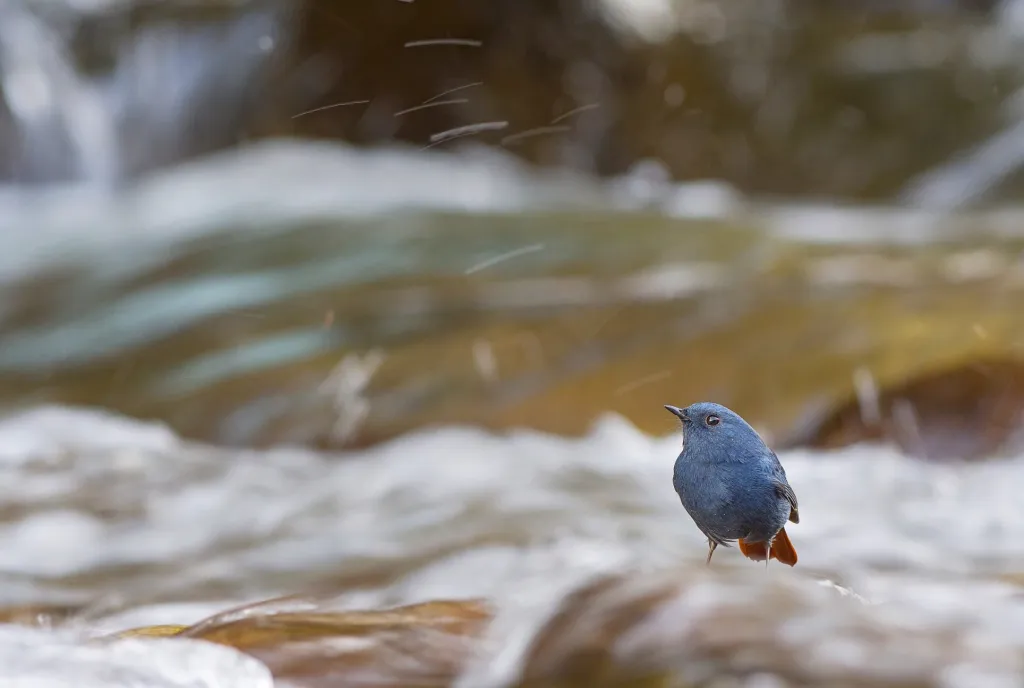 V kategorii pro studenty zvítězil Nilanjan Chatterjee z Wildlife Institute of India. Jeho fotografie nese název „Flames in flumes“