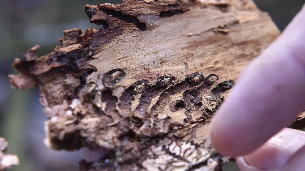 Kvůli kůrovci je v arcibiskupských lesích 1600 lapáků