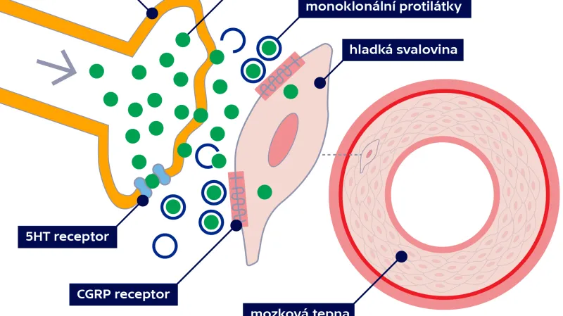Jak fungují CGRP monoklonální protilátky?