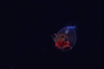 Vědci poprvé natočili „kolosálního kalmara“ u něj doma