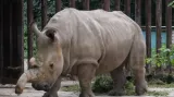 Nosorožec bílý severní