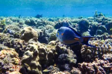 Zima jeden stupeň pod průměrem už u korálů v Rudém moři vyvolává stres, ukázal výzkum