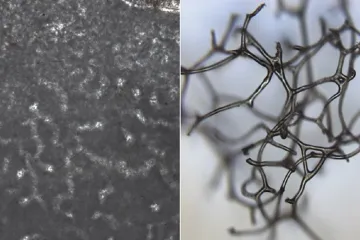 Zkameněliny hub z Kanady mohou dokládat první živočichy na Zemi