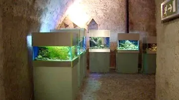 Výstava Pod hladinou Vltavy