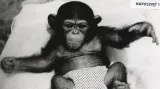 Mládě šimpanze odchované v brněnské zoo
