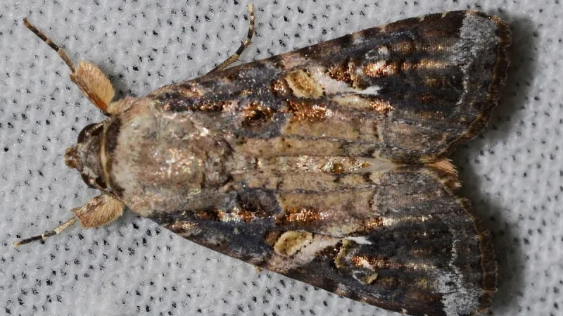 Můra blýskavka a strom mydlokor blýskavý