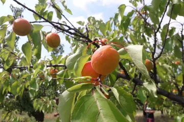 Klimatická změna zvyšuje rizika jarních mrazů. Podívejte se, jak ohrozí ovoce u vás