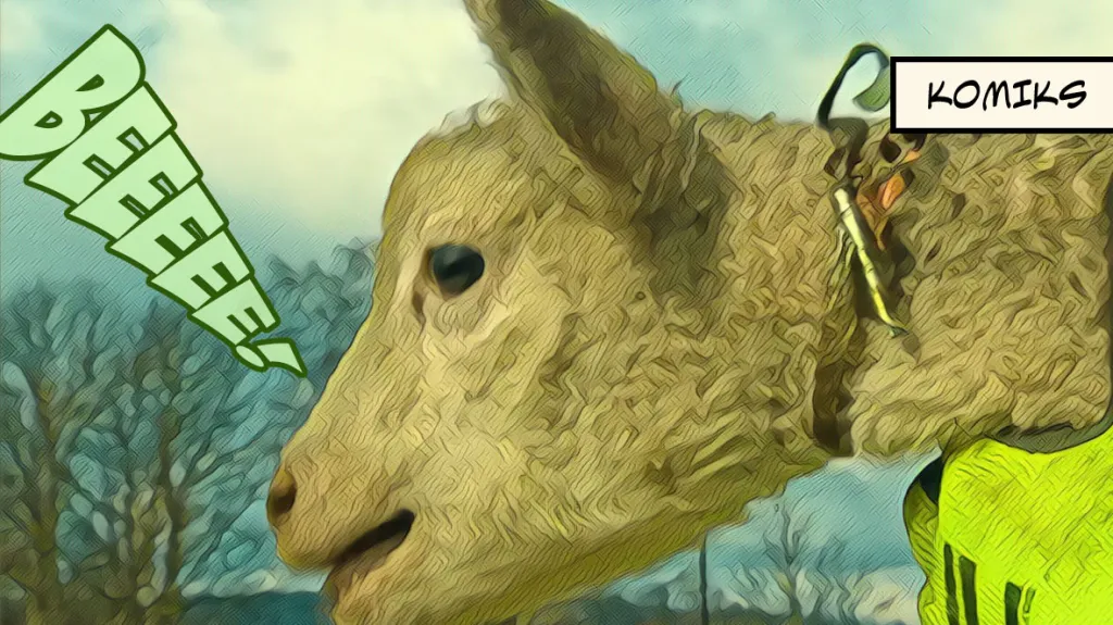 Chovatele ovcí mají obavy z vlků