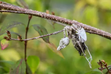 Šesté vymírání druhů je realita a má jediného viníka, tvrdí výzkum