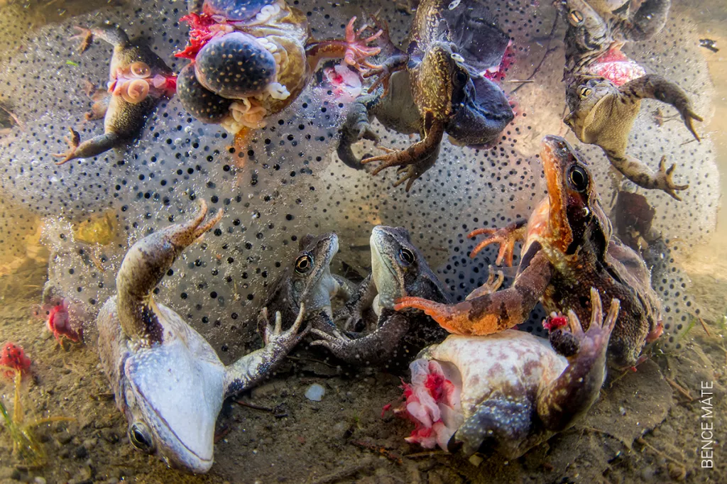 Nominace na vítěznou fotografii v kategorii PŘÍRODA (single): Bence Máté – Instinkt přežití