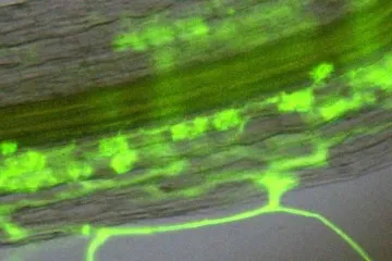 Prospěšné půdní houby mohou utrpět změnami klimatu, ukazuje výzkum českých akademiků