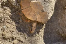 Archeologové v Pompejích objevili zachovalou želvu i s vejcem