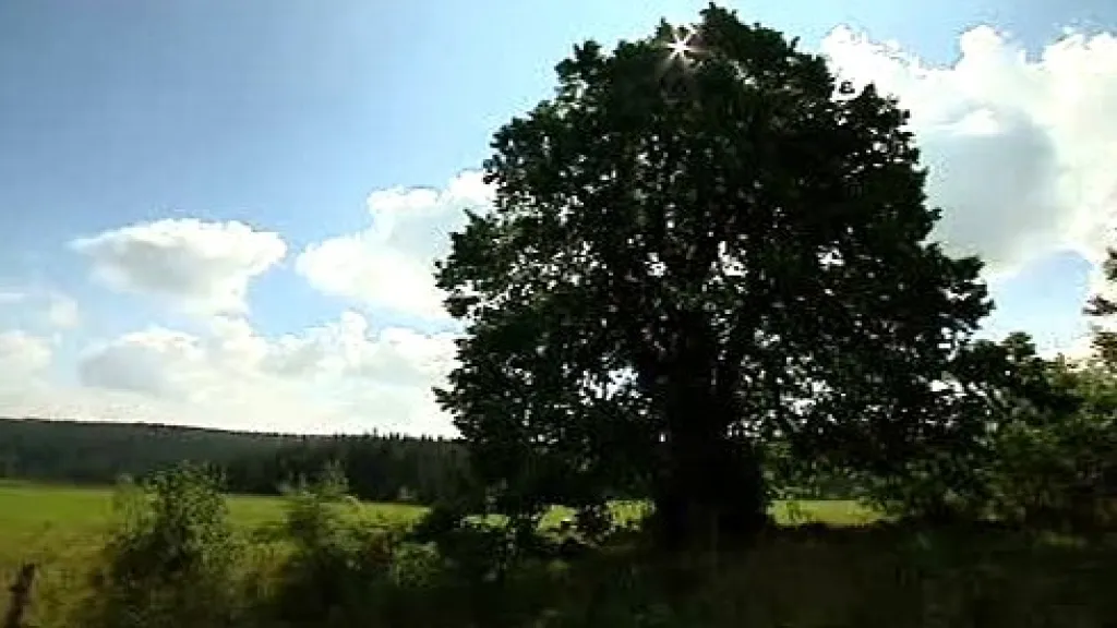 Zlatá lípa na Opavsku