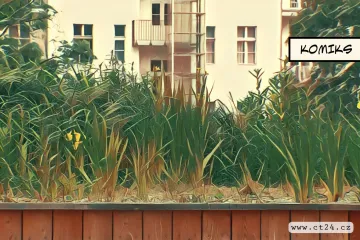 Boj s horkem. Stovky lidí podepsaly petici proti kácení zdravých stromů v centru Prahy