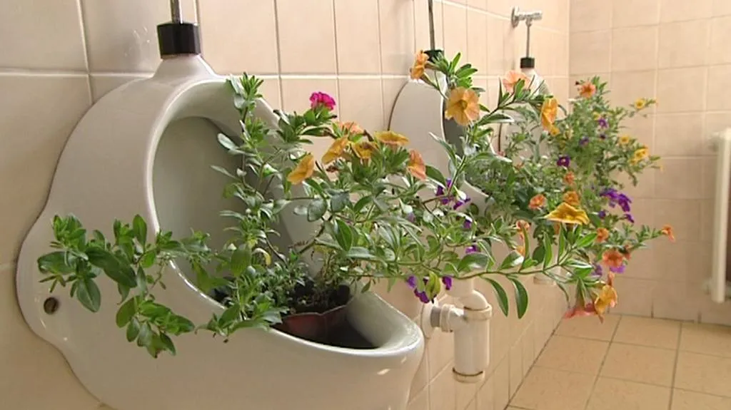 Pisoáry na "dámském záchodě"