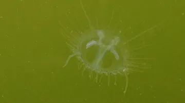 Medúzy v rybníce v Jílovém u Prahy