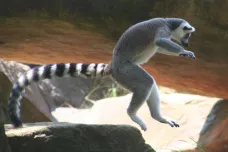 Třetina druhů lemurů se ocitla na hraně existence. Nová zpráva je řadí mezi kriticky ohrožené