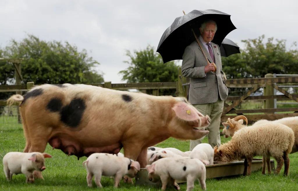 Britský princ Charles vyrazil podpořit farmáře ve vesnici Guiting Power. Farmáři se zde věnují chovu tradičních hospodářských zvířat, která mají souvislost s historií Británie
