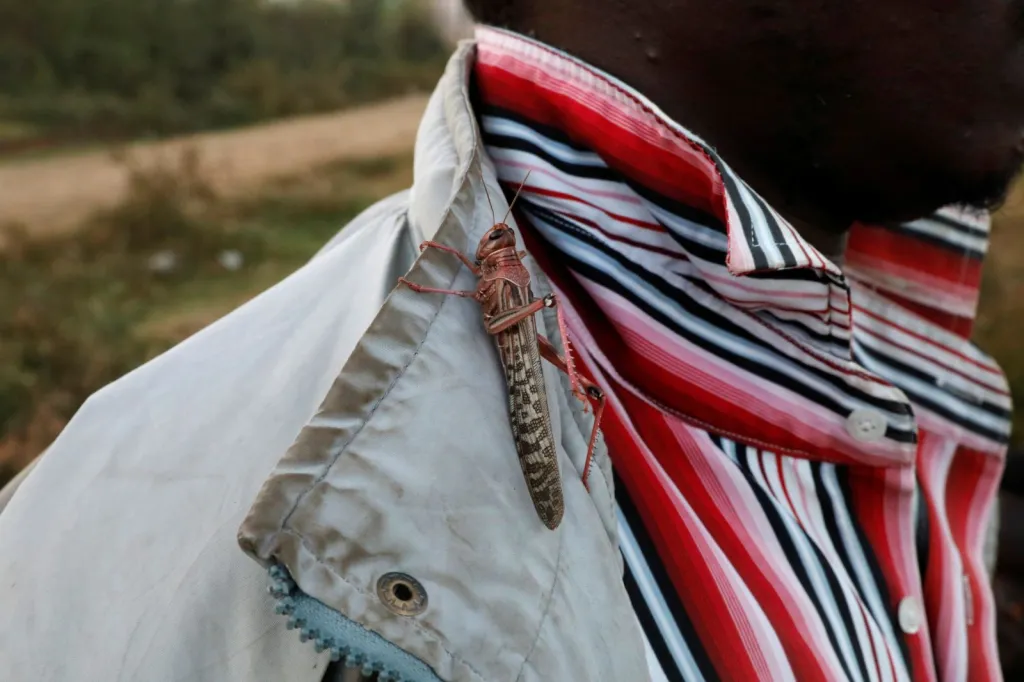 Přemnožené kobylky jsou pro obyvatele Keni už tradičním nepřítelem, se kterým marně bojují každý rok