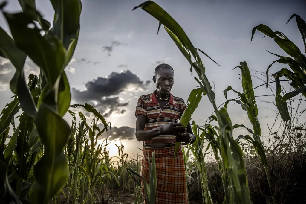 Nominace v sekci Příroda: Luis Tato se sérií snímků Fighting Locust Invasion in East Africa (Boj proti invazi kobylek ve východní Africe)