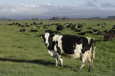 Nový Zéland chce zavést emisní povolenky v zemědělství. Nejvíce skleníkových plynů produkují ovce a skot
