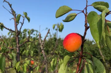 Výborný slibuje vyšší kompenzace farmářům, Balaštíková by postupovala „trochu jinak“