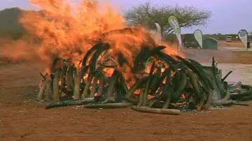 Hořící hranice se slonovinou v Keni