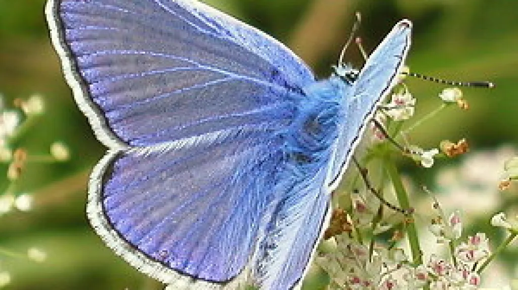 Modrásek
