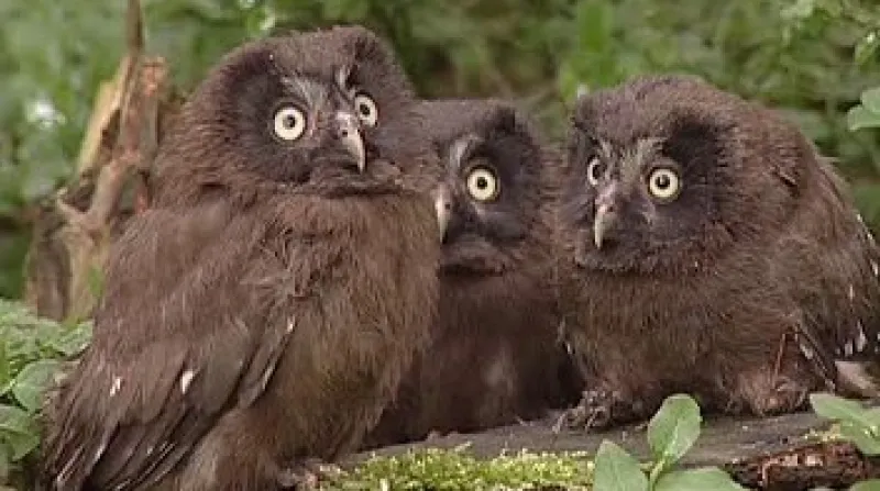 V Orlických horách se začíná dařit vzácné a ohrožené sovičce sýci rousnému.