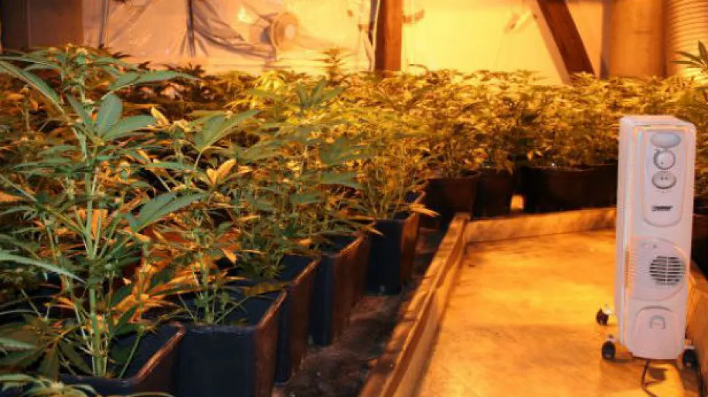 Marihuana pěstovaná v Modřicích