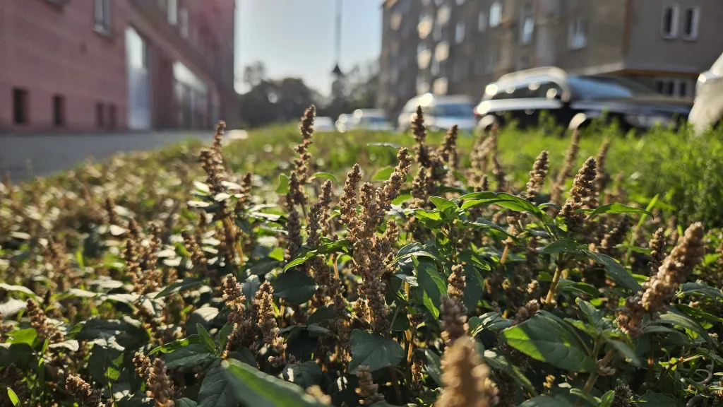Laskavec skloněný (Amaranthus deflexus)